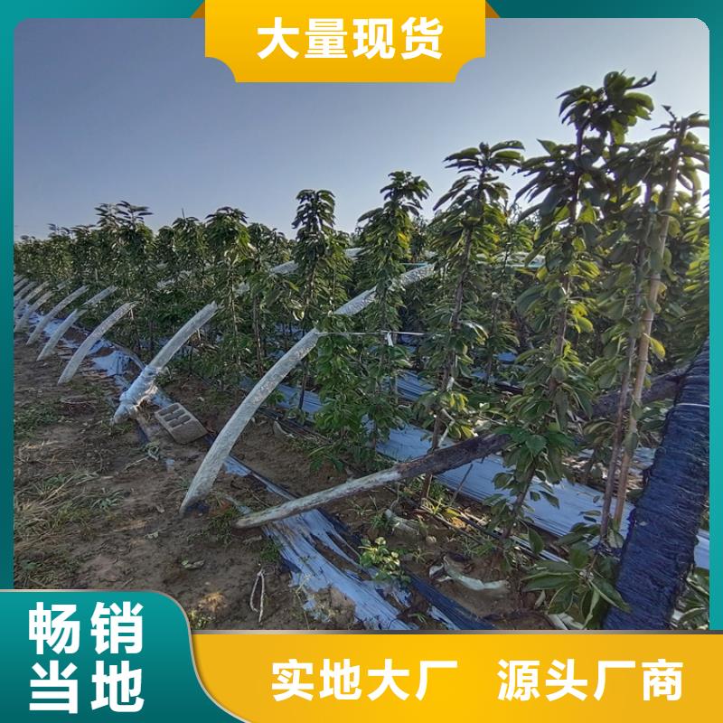 櫻桃【獼猴桃苗】量少也做