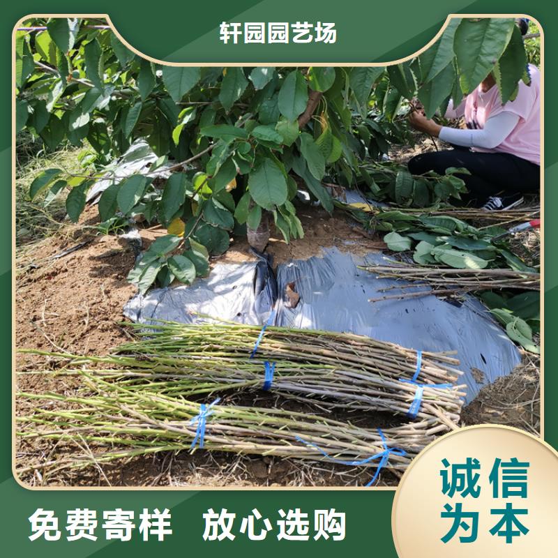櫻桃【獼猴桃苗】量少也做
