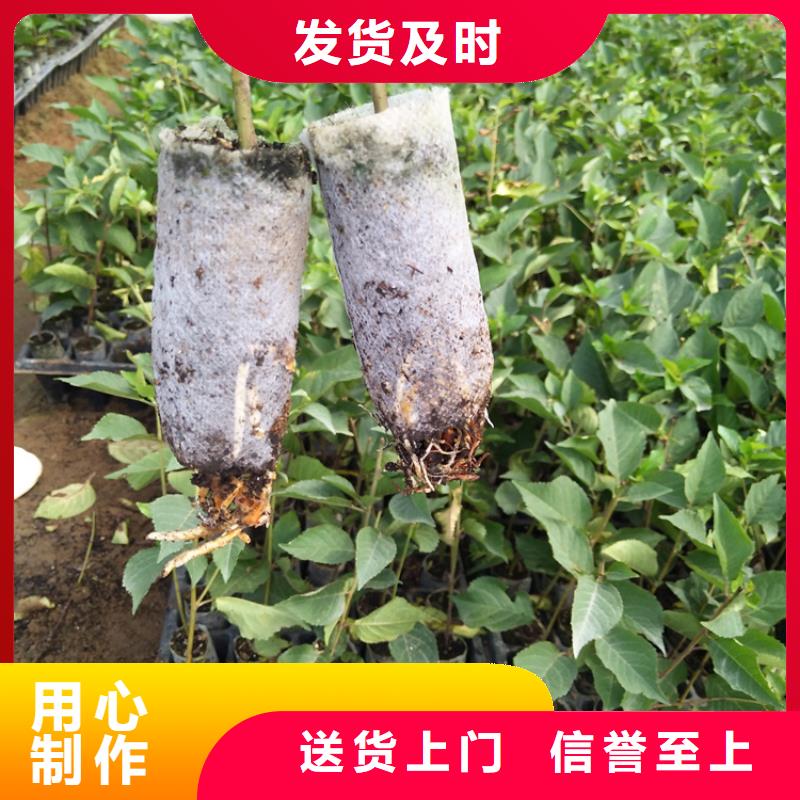 櫻桃板栗苗大廠家實力看得見