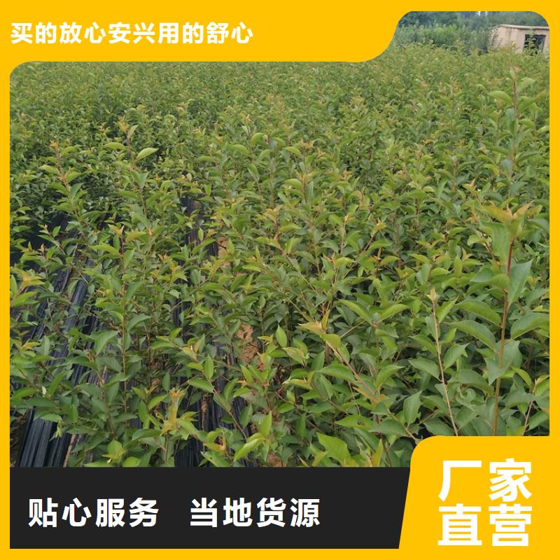 櫻桃_蘋果苗工程施工案例