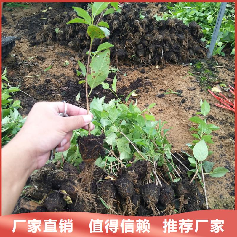 矮化车厘子树苗经济效益