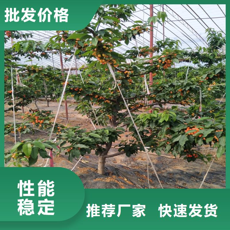 樱桃石榴苗专业设计