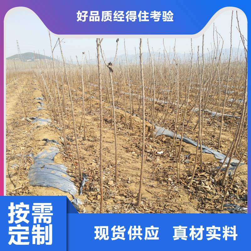 樱桃石榴苗专业设计