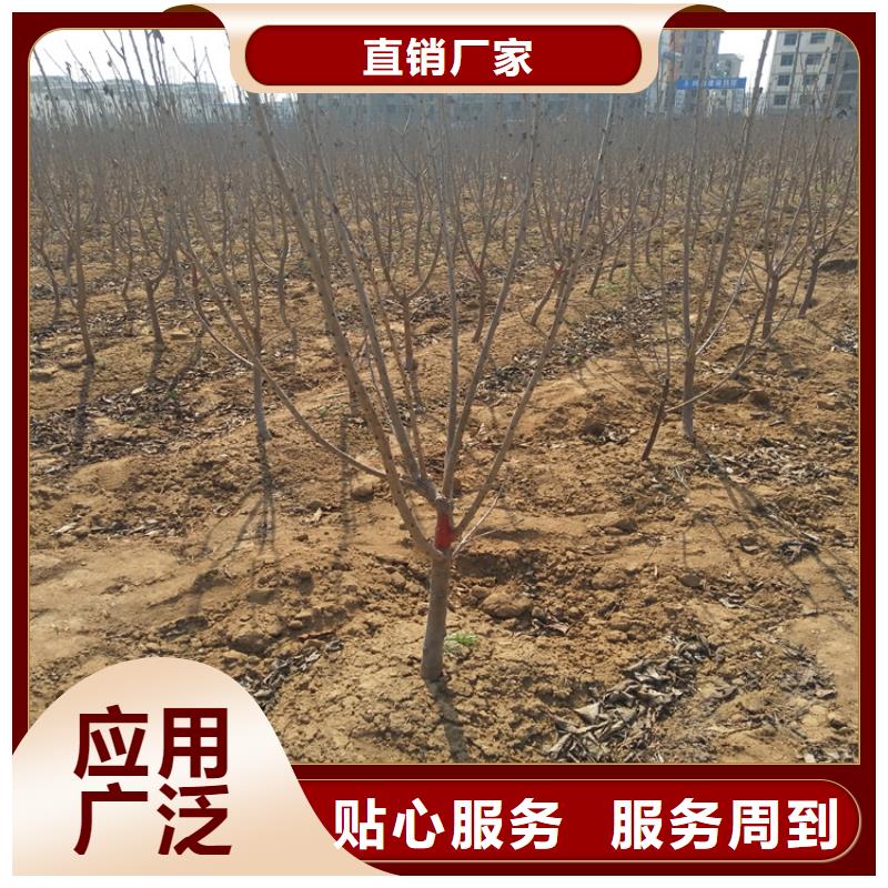 樱桃板栗苗大厂家实力看得见
