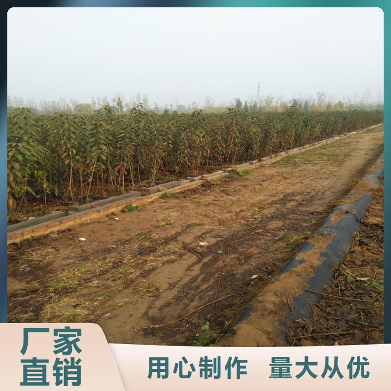 矮化大櫻桃苗批發(fā)價格