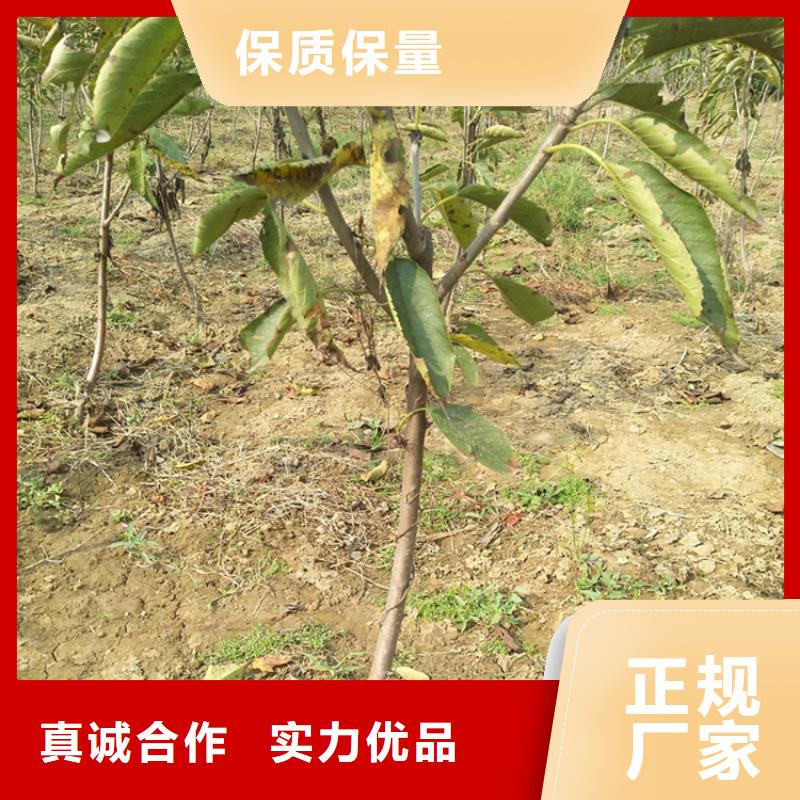 櫻桃-蘋果苗產(chǎn)地采購