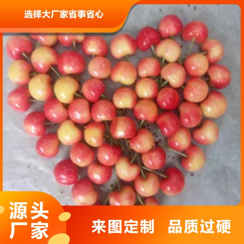 樱桃板栗苗大厂家实力看得见