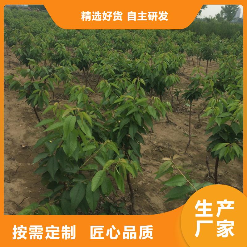 矮化大櫻桃苗批發(fā)價格