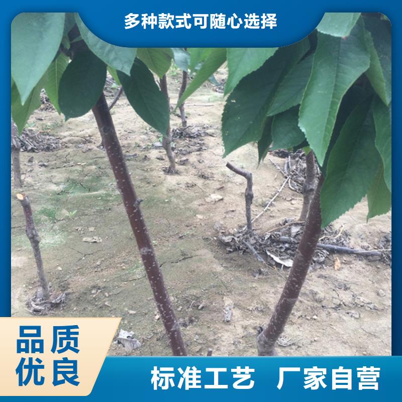 矮化车厘子树苗经济效益