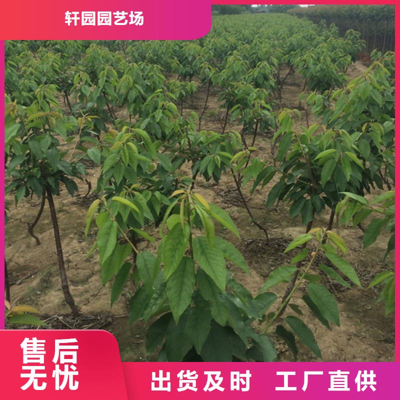 樱桃-苹果苗产地采购