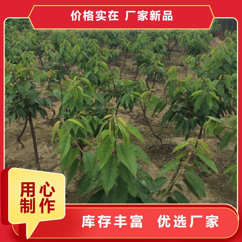 樱桃板栗苗大厂家实力看得见