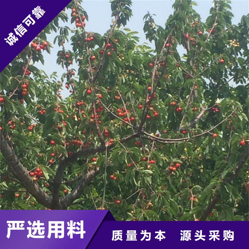 樱桃-苹果苗产地直销