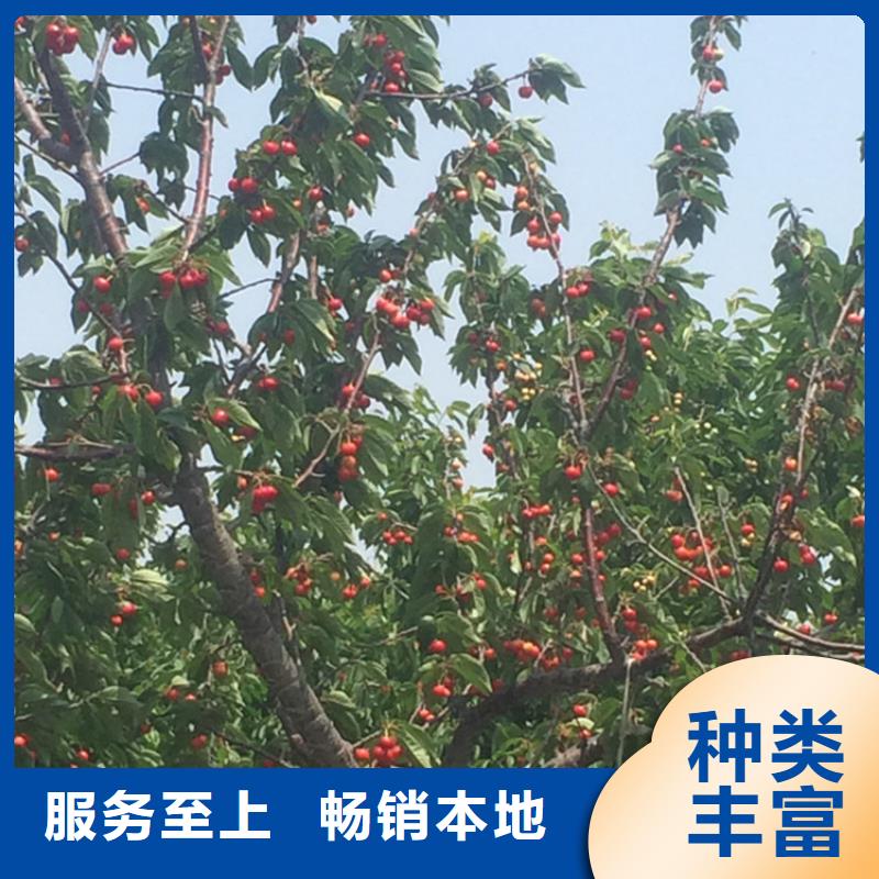 樱桃板栗苗大厂家实力看得见
