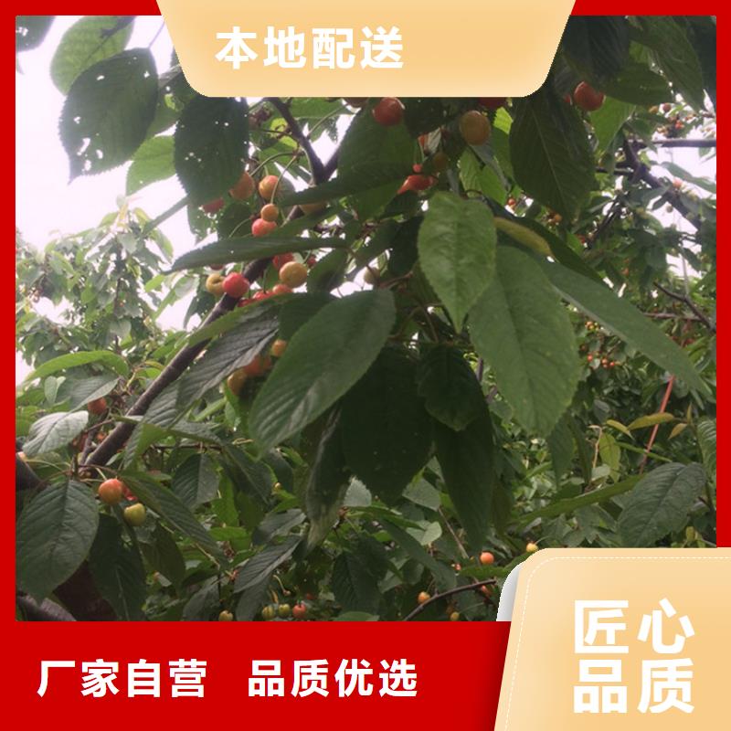 樱桃板栗苗大厂家实力看得见