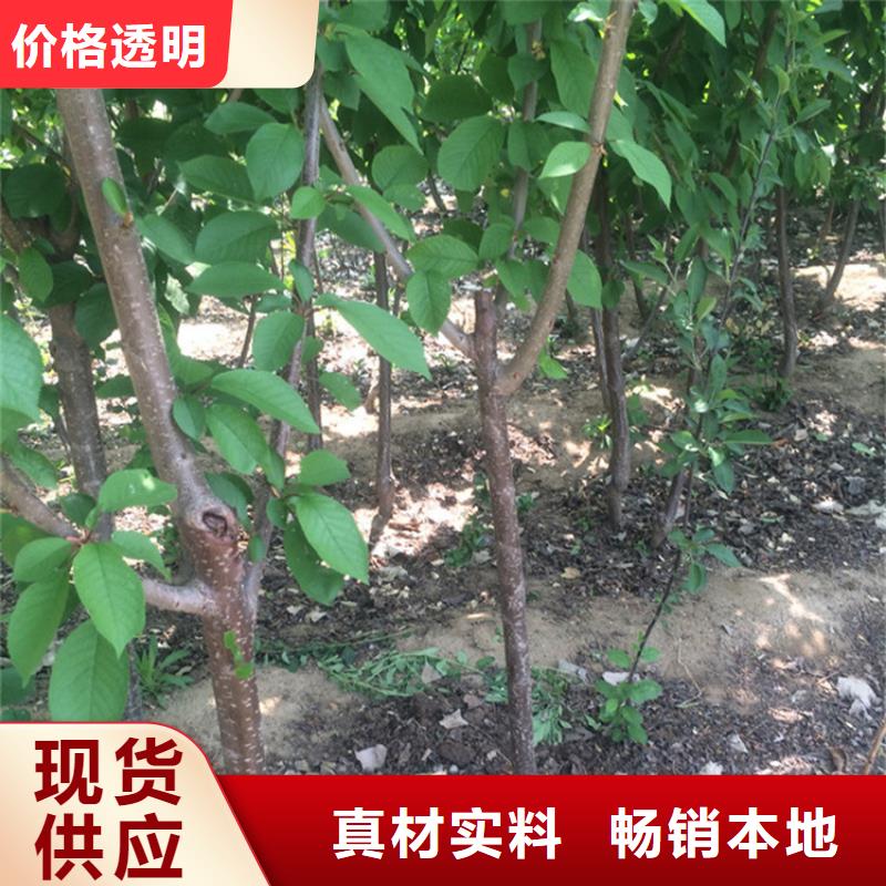 樱桃-苹果苗产地采购