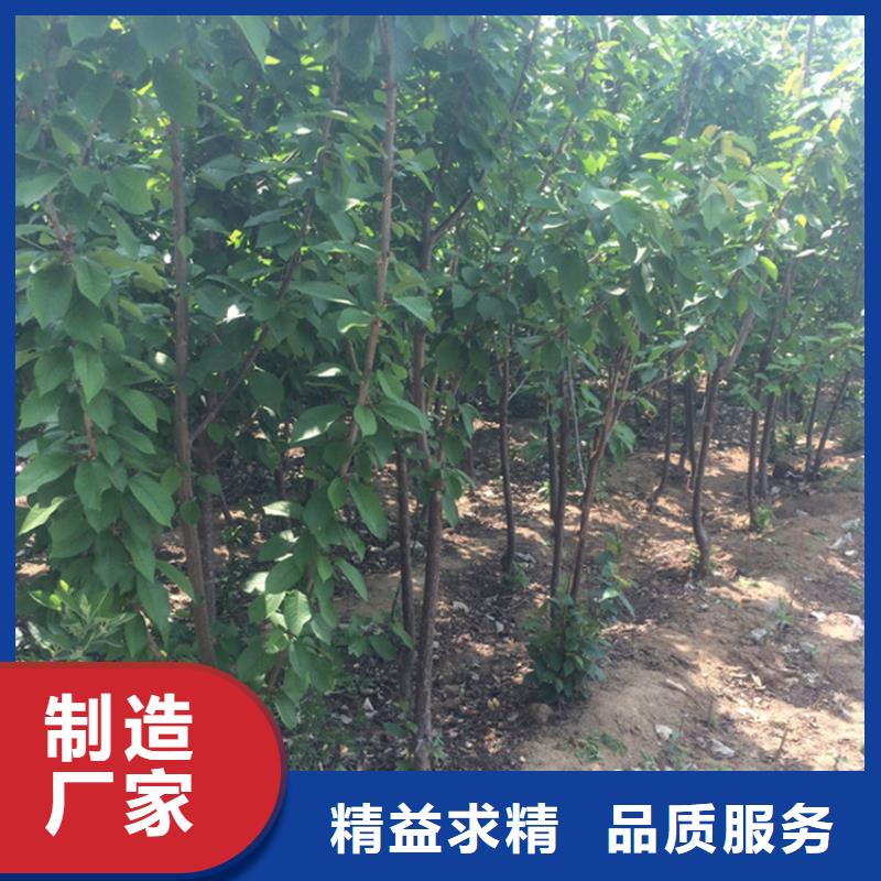 樱桃-苹果苗产地直销
