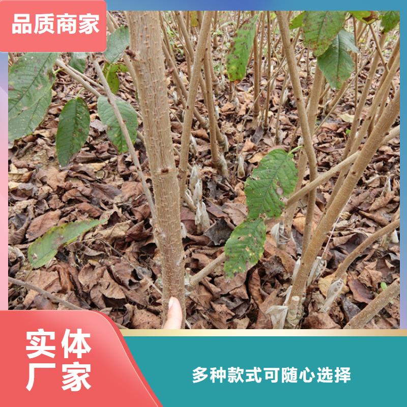 樱桃石榴苗专业设计