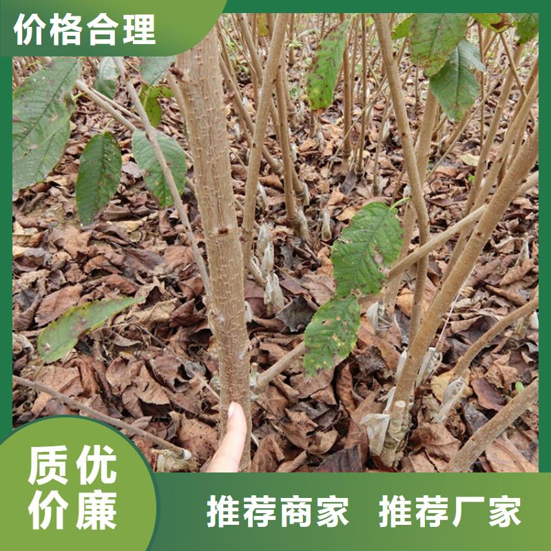 樱桃-苹果苗产地采购