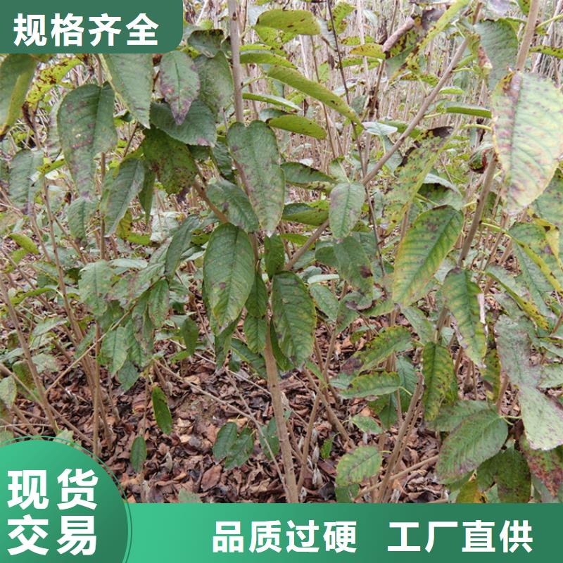 櫻桃桃樹苗專注產(chǎn)品質(zhì)量與服務(wù)
