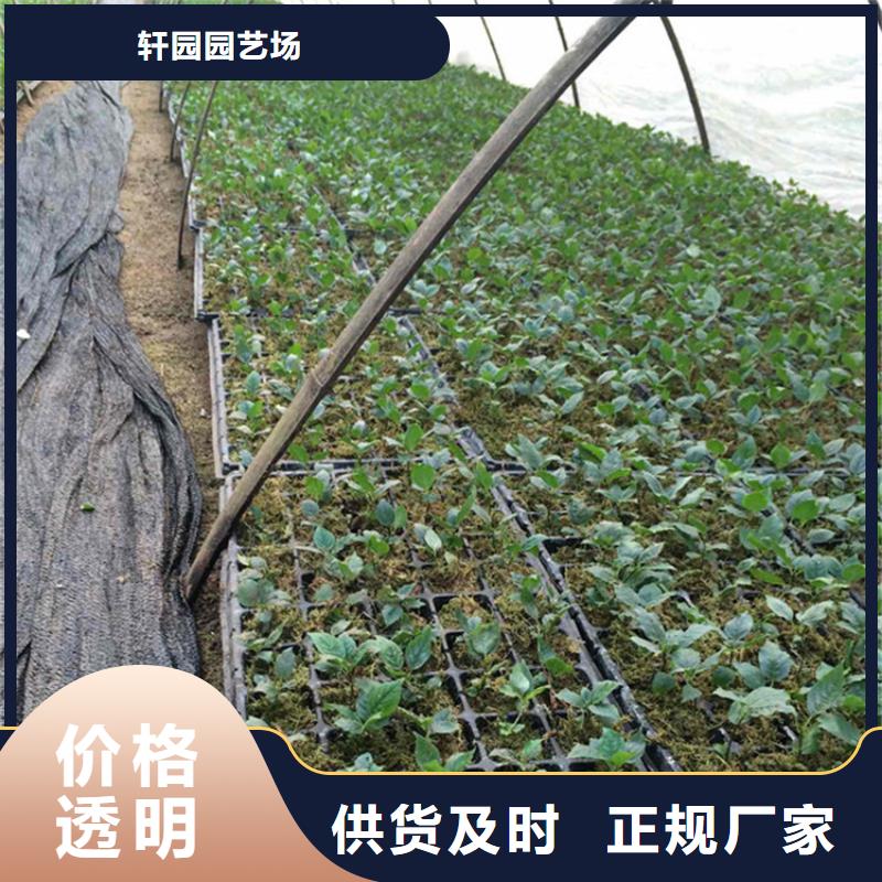 櫻桃桃樹苗專注產(chǎn)品質(zhì)量與服務(wù)