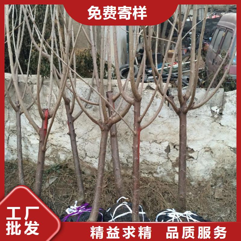 櫻桃桃樹苗專注產(chǎn)品質(zhì)量與服務(wù)