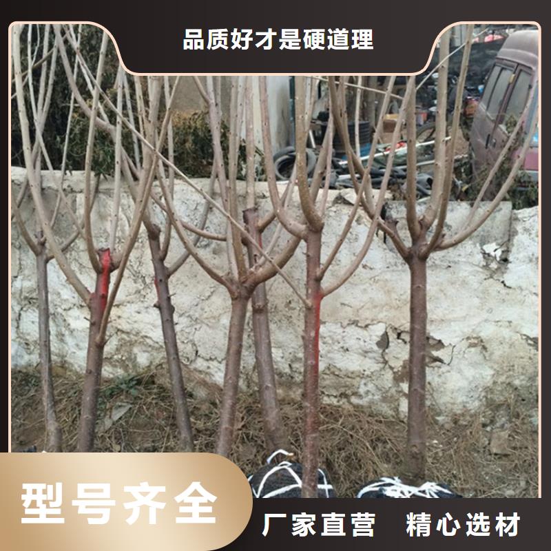 櫻桃【獼猴桃苗】量少也做
