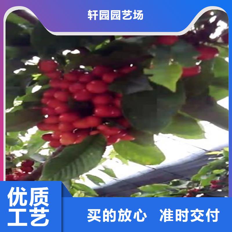 櫻桃-嘎啦蘋果甄選好物