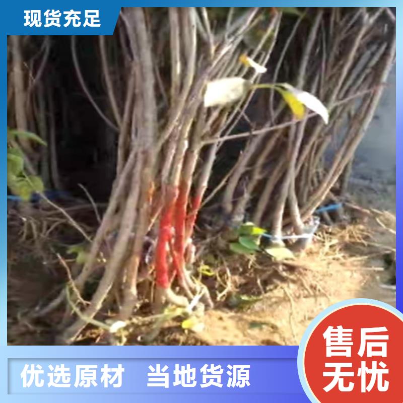 櫻桃-嘎啦蘋果甄選好物