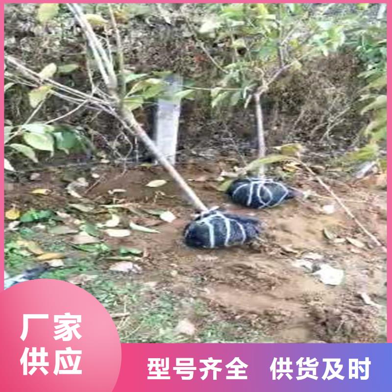 樱桃石榴苗专业设计