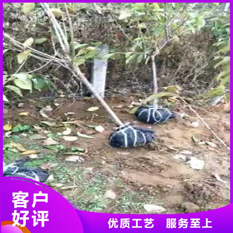 櫻桃桃樹苗專注產(chǎn)品質(zhì)量與服務(wù)