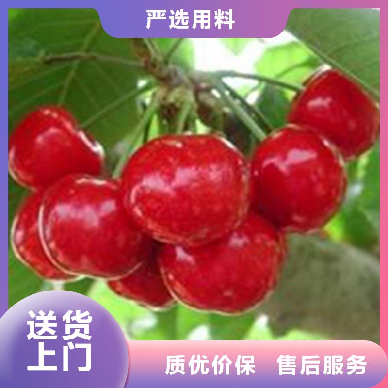 櫻桃桃樹苗專注產(chǎn)品質(zhì)量與服務(wù)