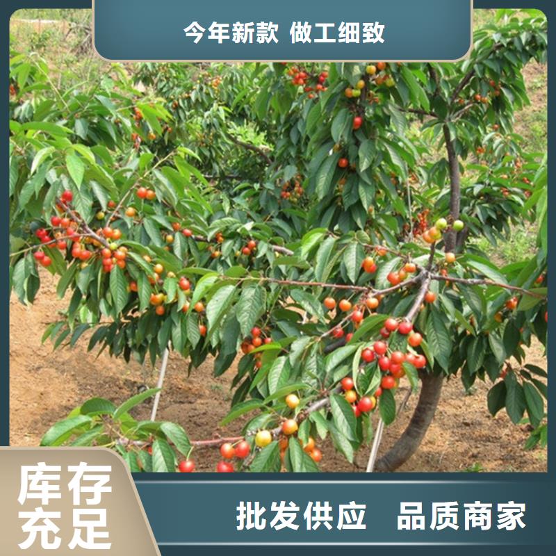 櫻桃桃樹苗專注產(chǎn)品質(zhì)量與服務(wù)