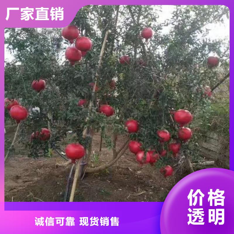 石榴_櫻桃苗精挑細(xì)選好貨