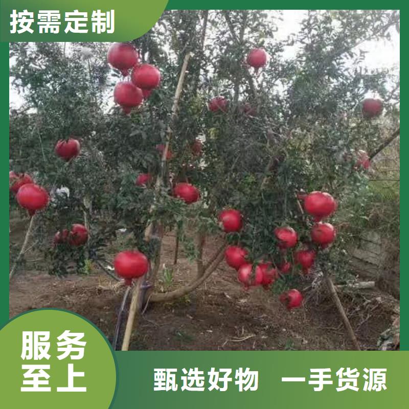 石榴_樱桃苗精挑细选好货