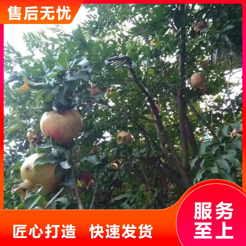 石榴西瓜苗N年大品牌