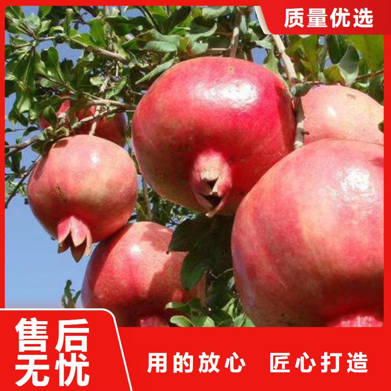 石榴_櫻桃苗精挑細(xì)選好貨