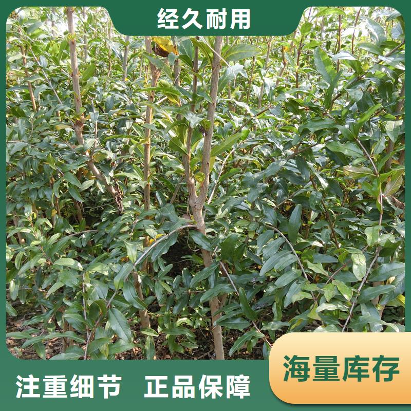 石榴奶油草莓選擇我們沒(méi)錯(cuò)