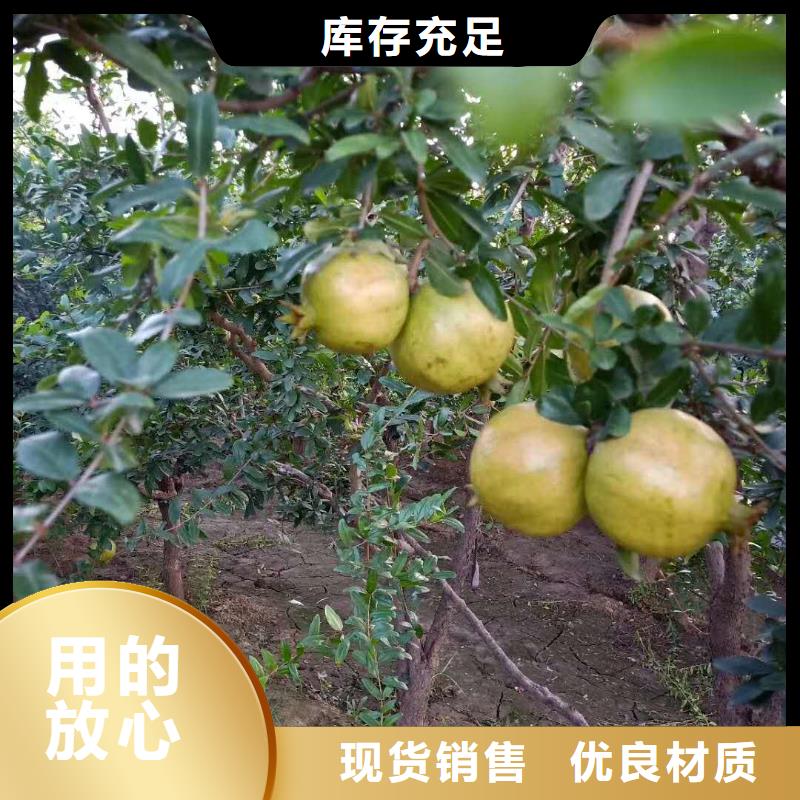 石榴西瓜苗N年大品牌