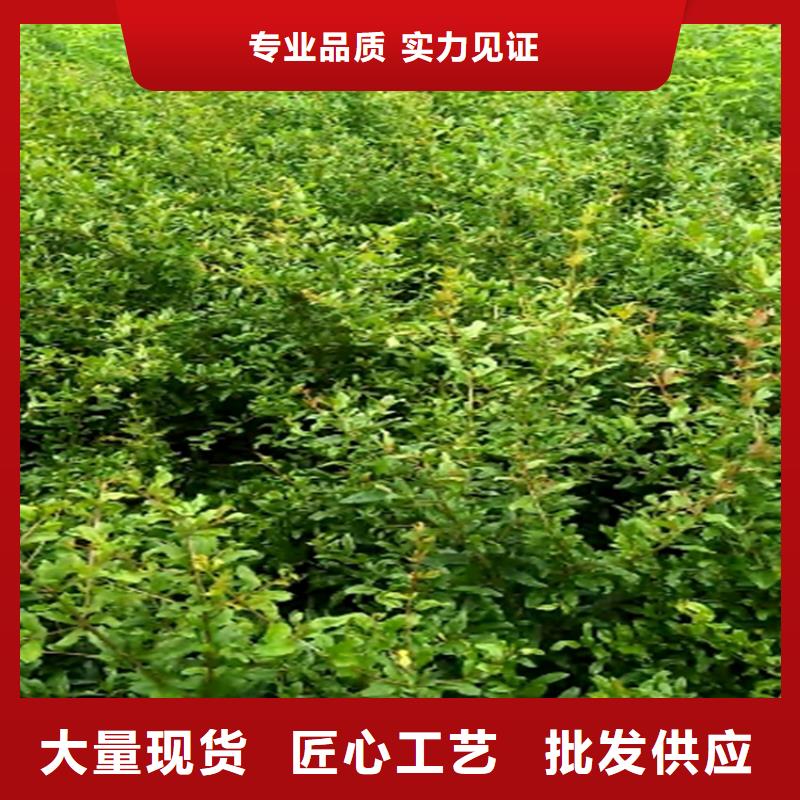 石榴,桃樹苗匠心工藝