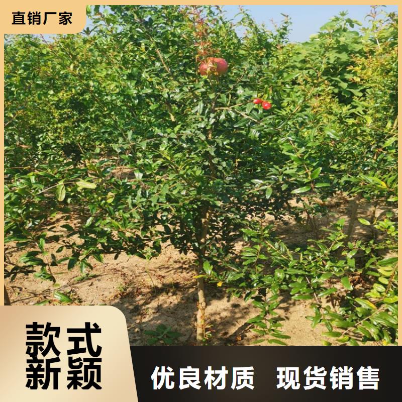 石榴西瓜苗N年大品牌