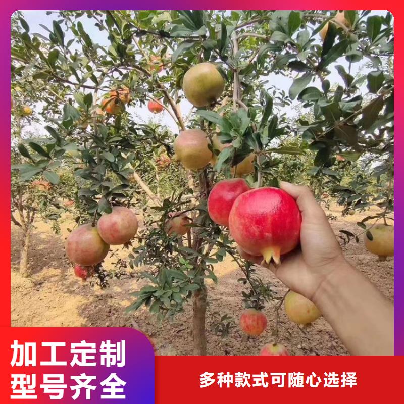 石榴西瓜苗N年大品牌