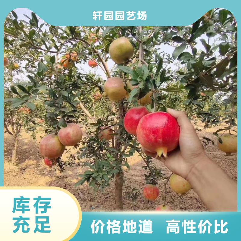 石榴,苹果苗准时交付