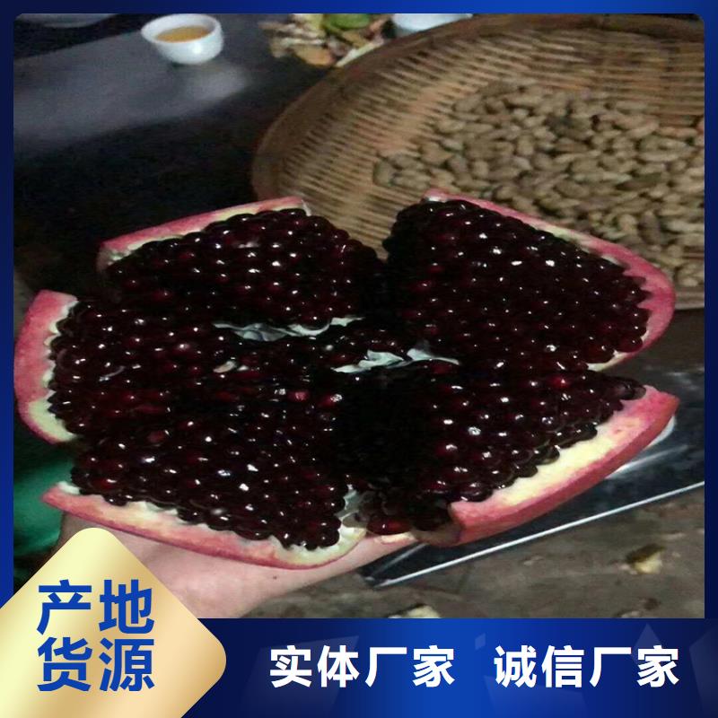 石榴,杏樹苗質(zhì)量檢測