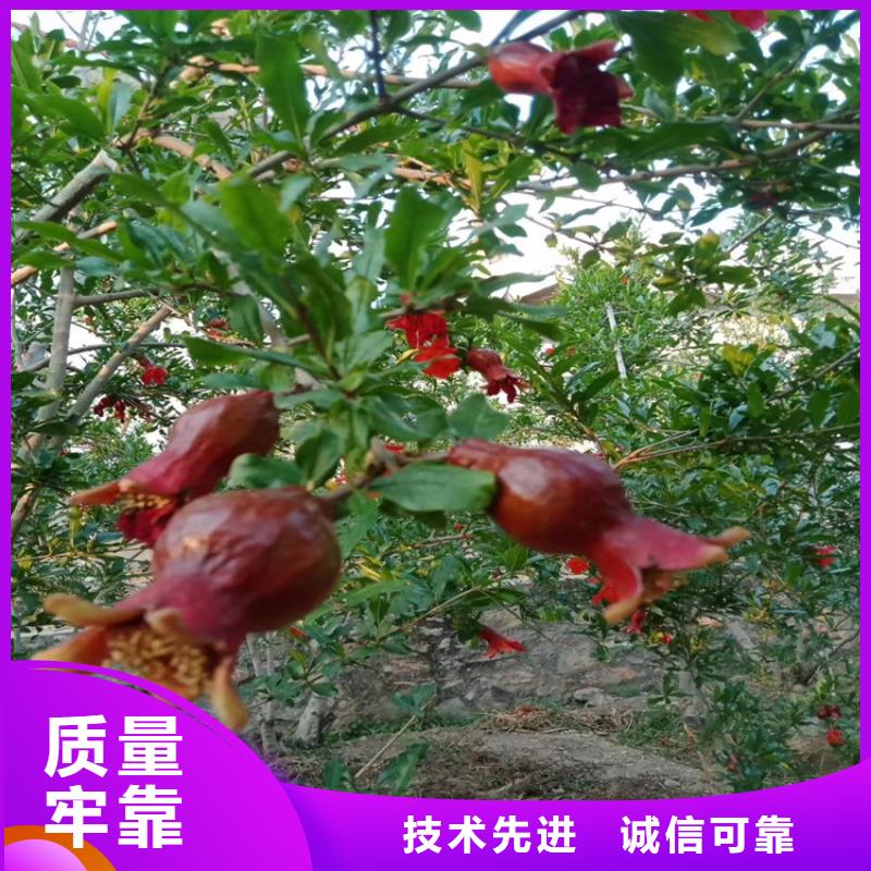 石榴,櫻桃苗適用范圍廣