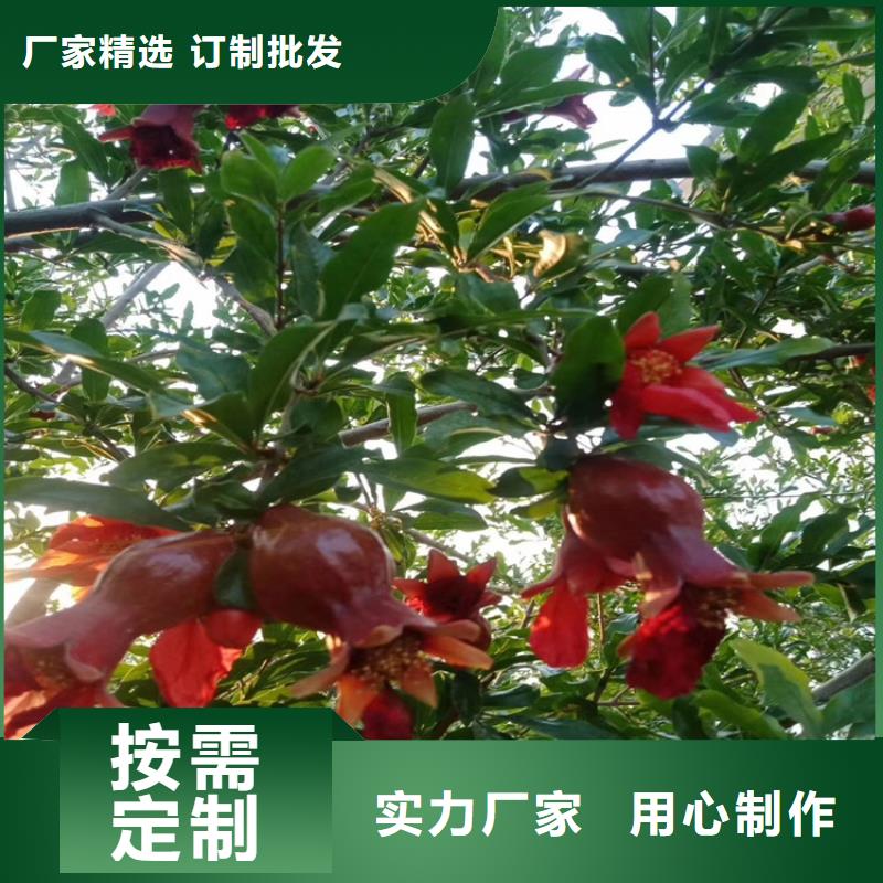 石榴草莓苗品种全