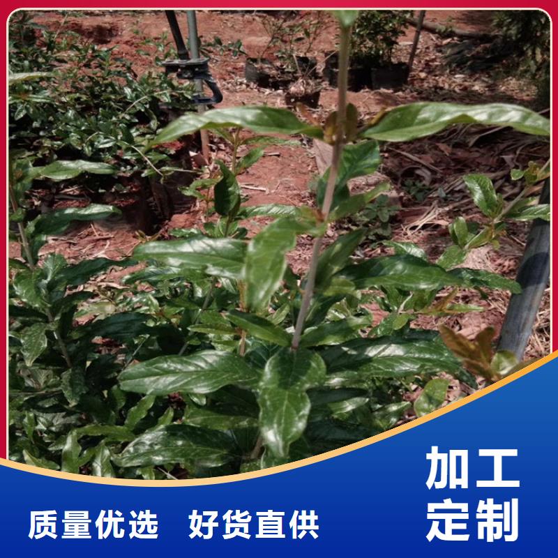 石榴,櫻桃苗適用范圍廣