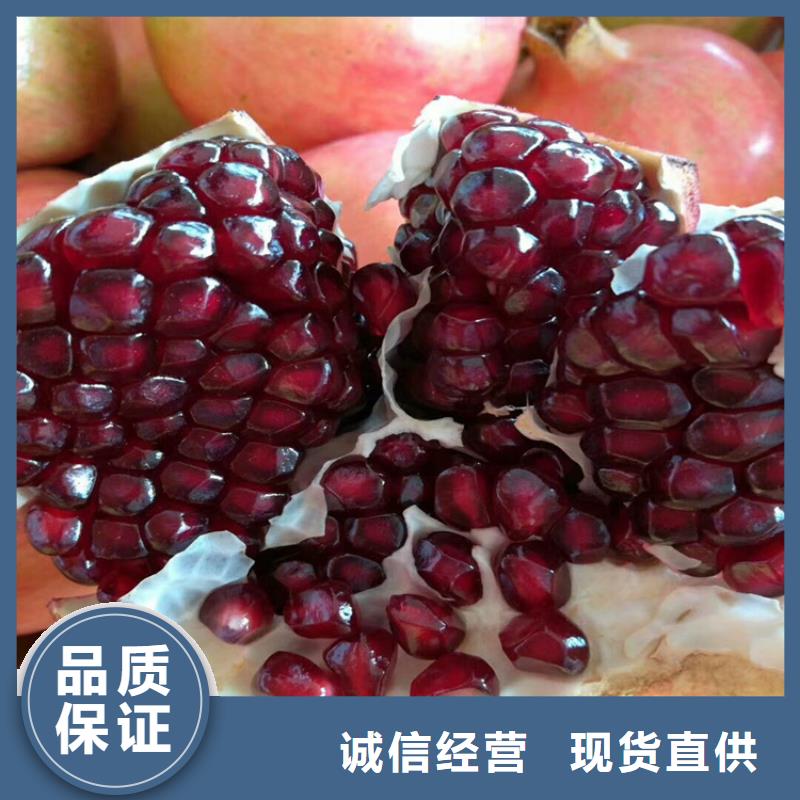 石榴,蘋果苗多家倉(cāng)庫(kù)發(fā)貨