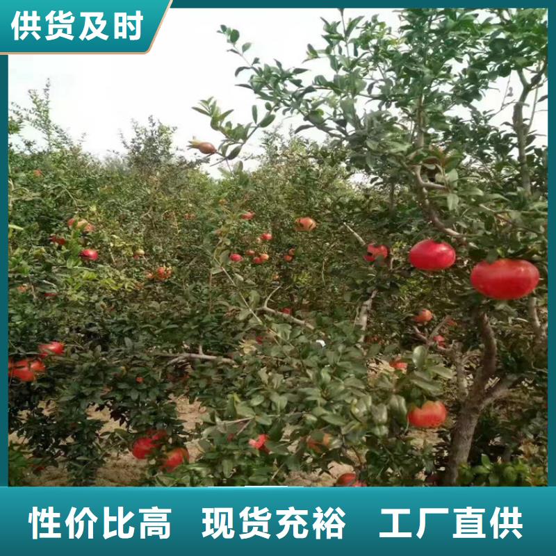 石榴草莓苗品种全