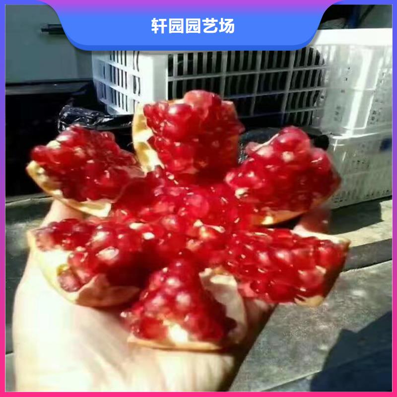 石榴_櫻桃苗精挑細(xì)選好貨