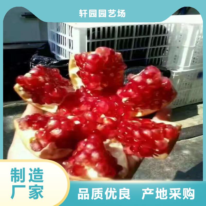 甜籽石榴樹大棚種植